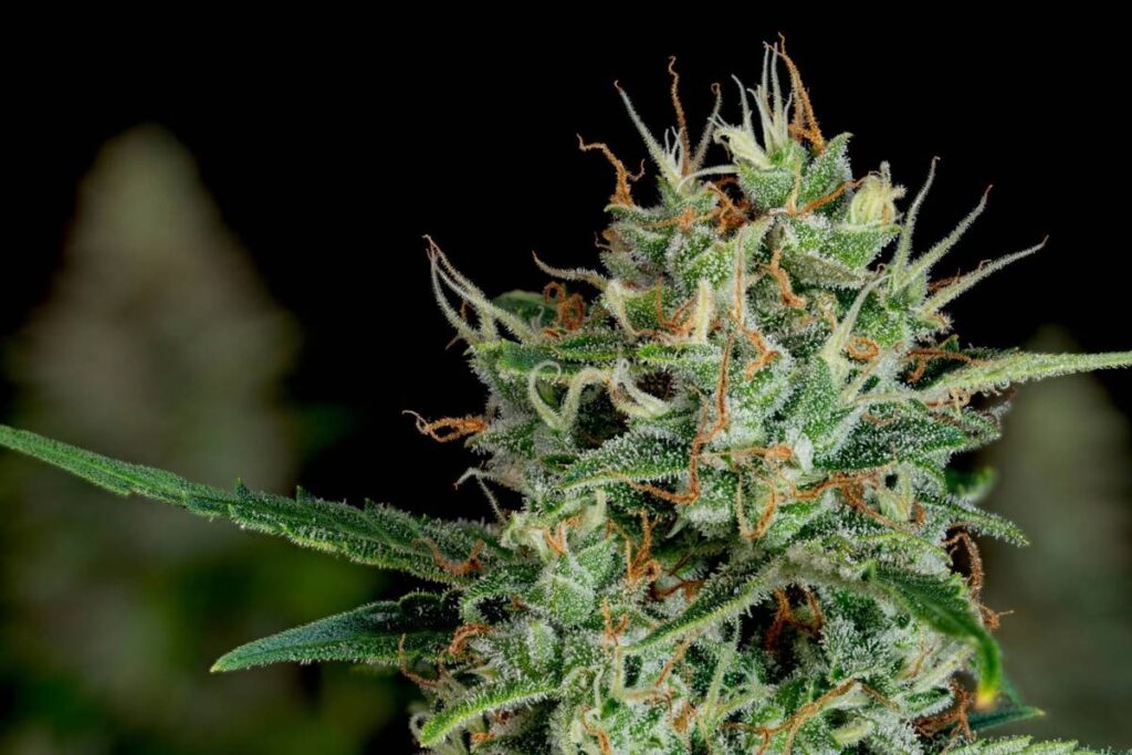 Cannabis Market Trends: H1 2026 Review and Forecast