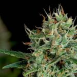 Cannabis Market Trends: H1 2026 Review and Forecast